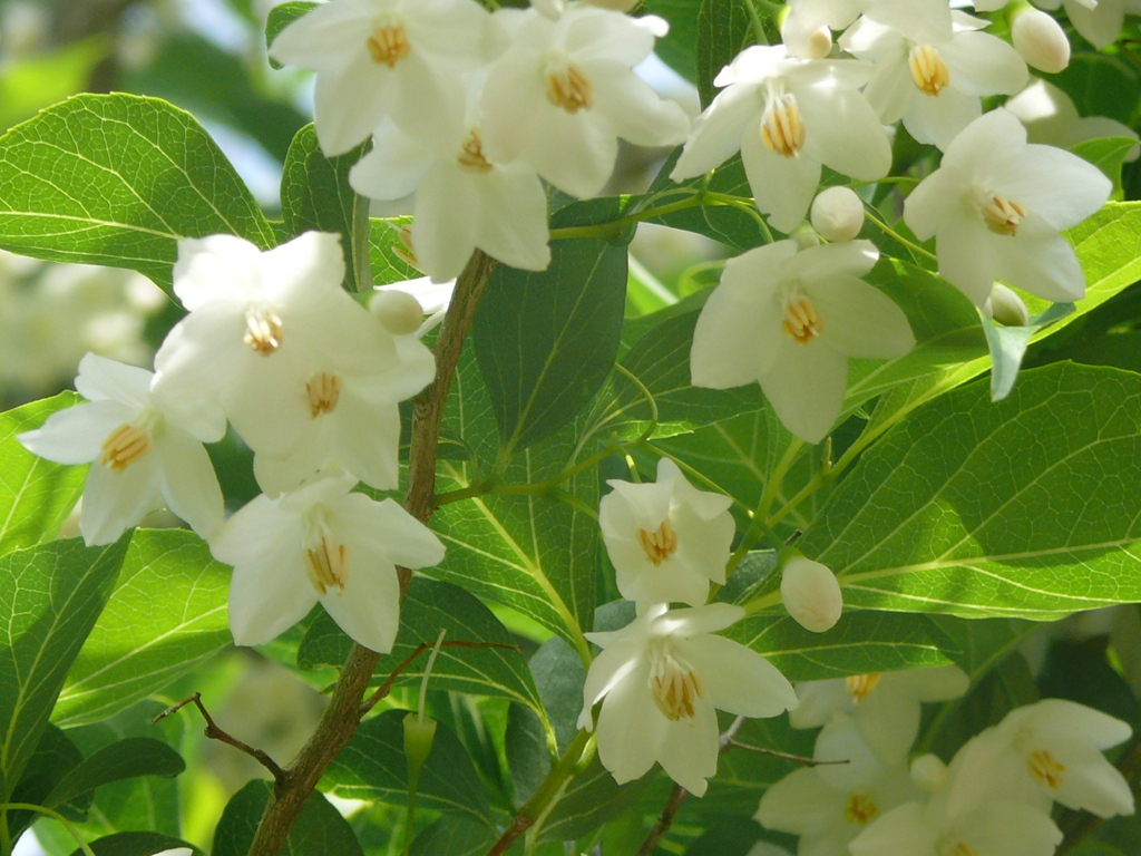 涼しさをお届けします。