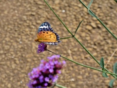 P1010309