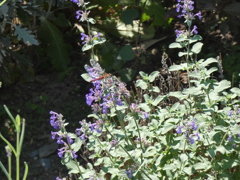 P1010563