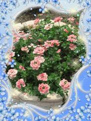 my_photo_flower-1976 (1)