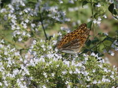 P1010531