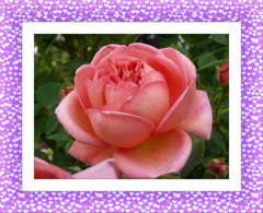 tuxpi.com.1595249287