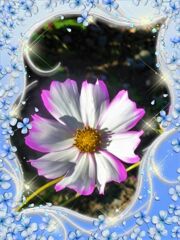 my_photo_flower-1976 (4)