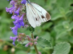 P1010766