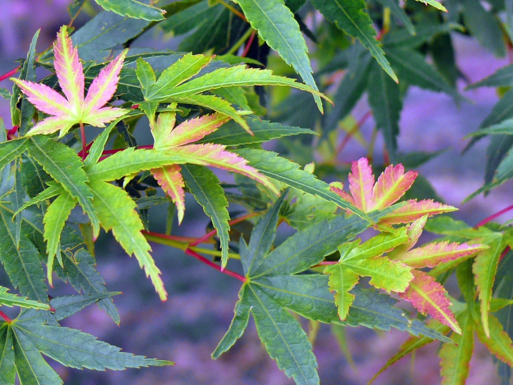 今はもう秋・・いいえ、6月です。