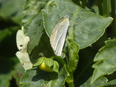 P1010568
