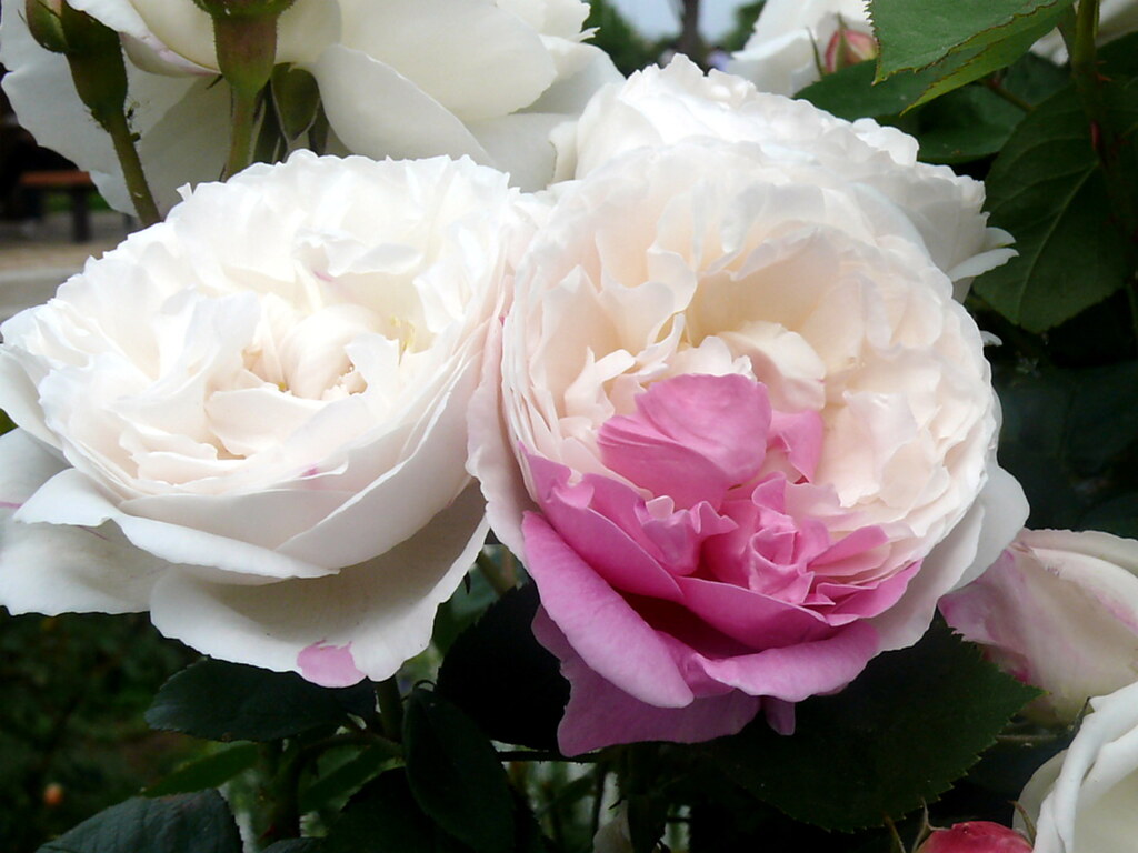 花ざかりのローズたち　　1