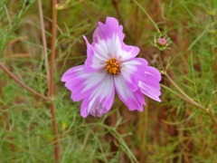 P1010681