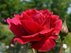 公園のガーデンのバラ・・「6月のバラ」