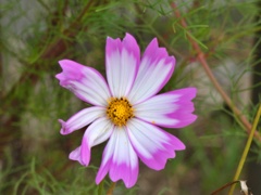 P1010141
