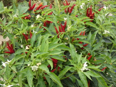 P1010660