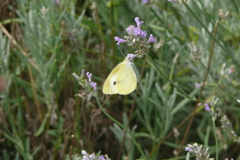 P1150730