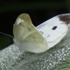 P1020515