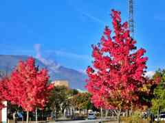 2019年10月　　紅葉　　１
