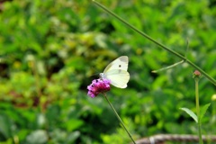P1150669