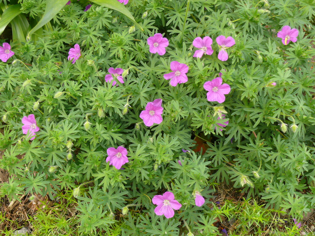 P1130010