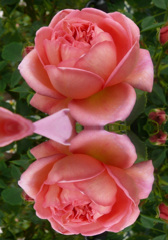 tuxpi.com.1595249540