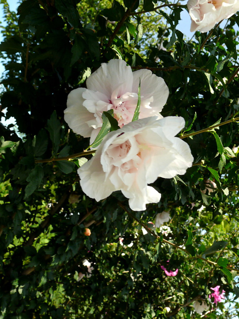 P1070686