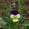 P1130017
