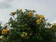 私輝いているでしょう