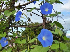 P1010155
