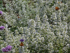 P1010552