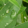 P1130145