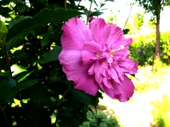 P1070685_Fotor_Fotor