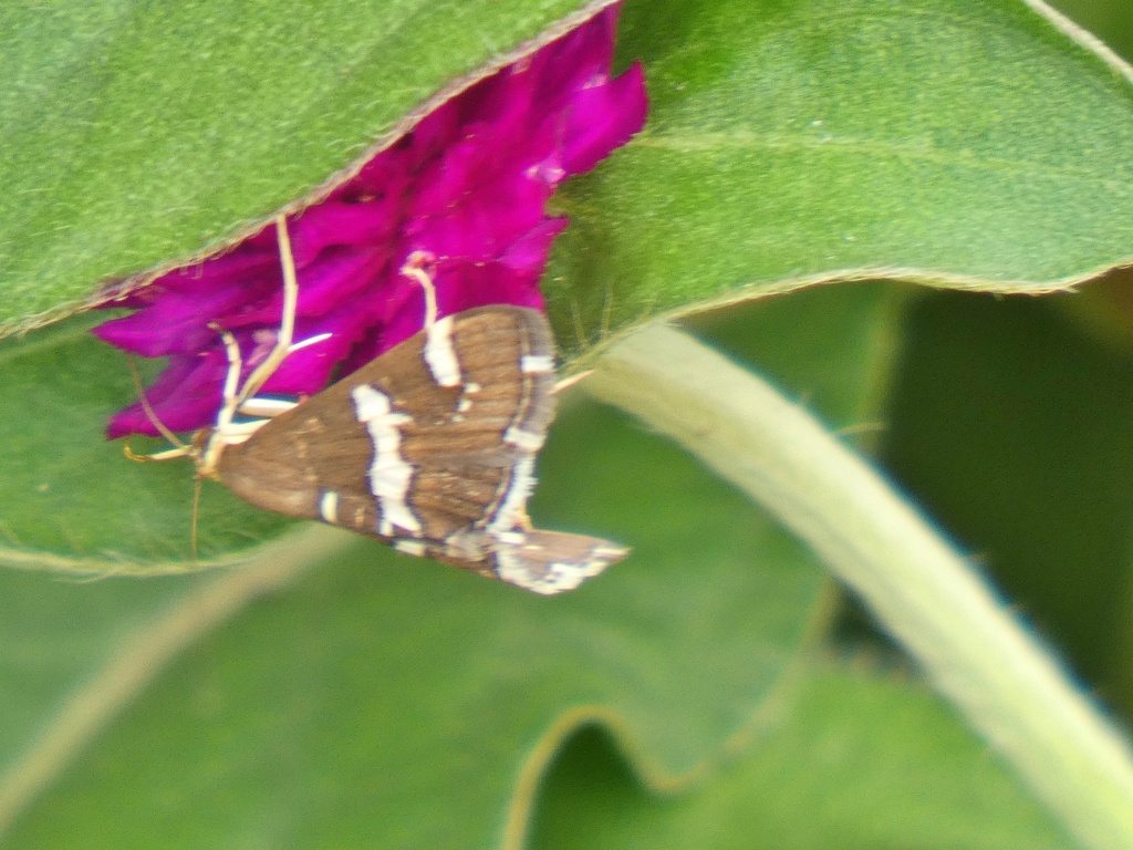 P1010389