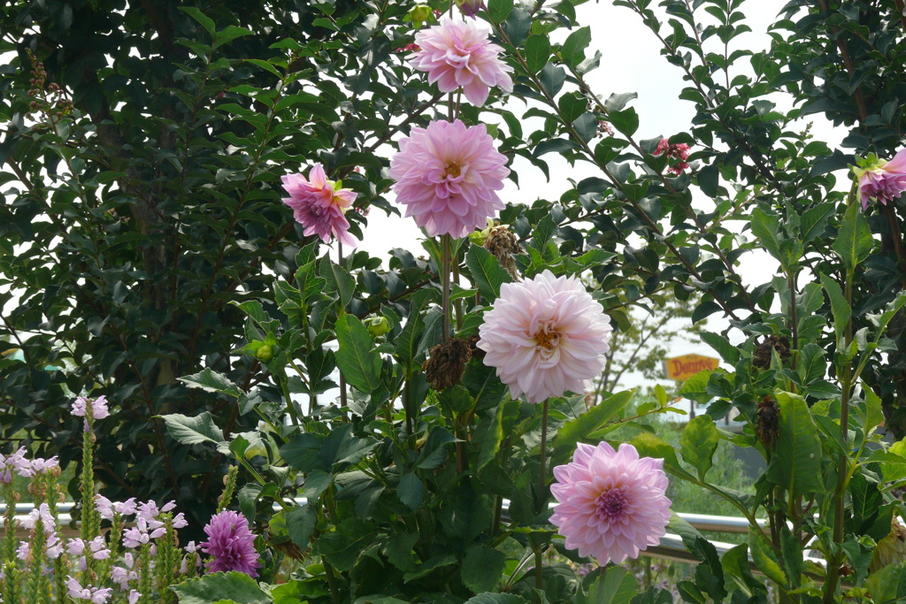P1150753