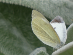 P1020497