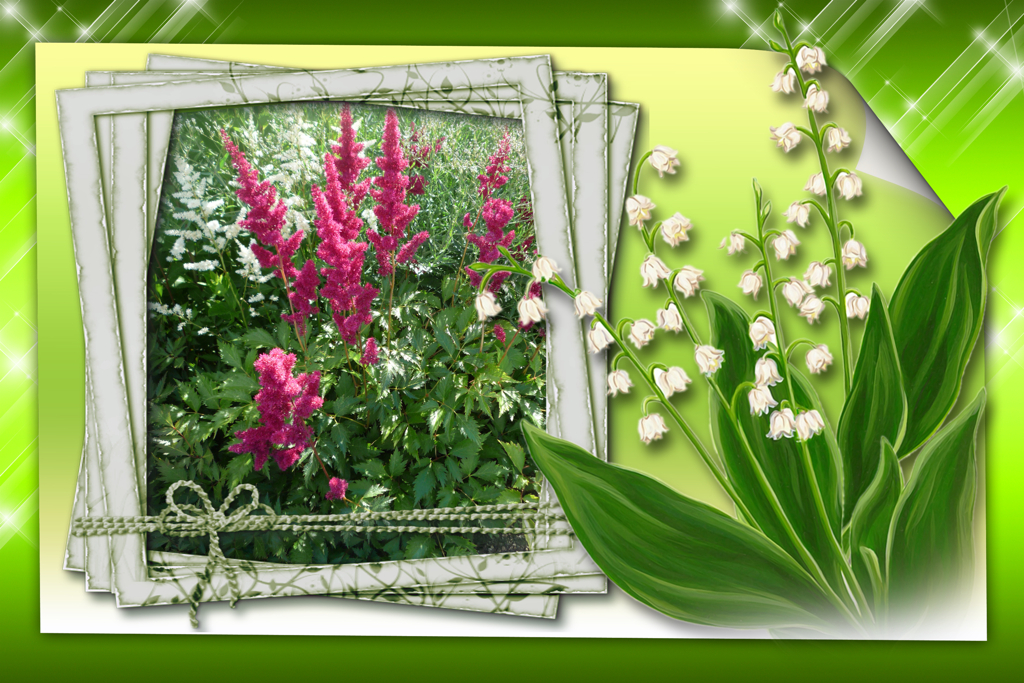 わが家のアスチルベ