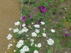 オルラヤとマロウ