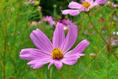 P1j150776