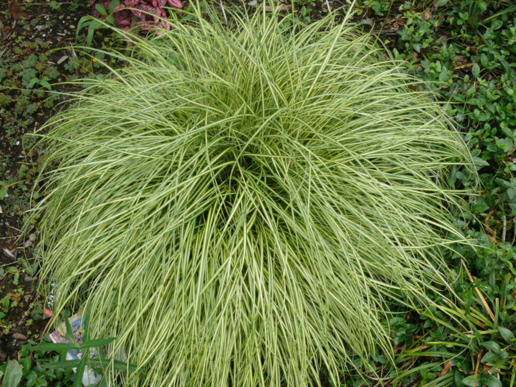 P1130731