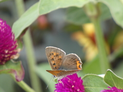 P1010377
