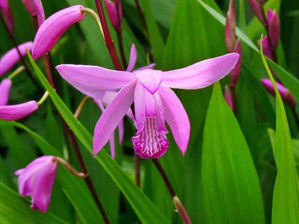 わが家の庭に咲く花達