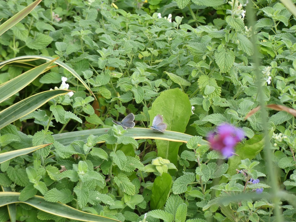P1020588