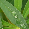 雨上がり