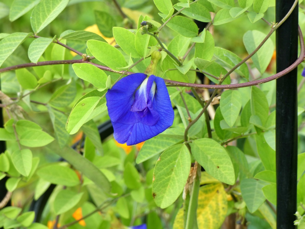 P1010438