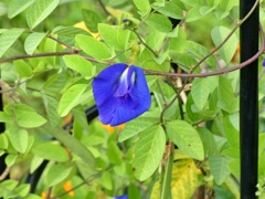 P1010438