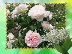 loonapix_159469962251940235_max (1)
