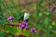P1150693