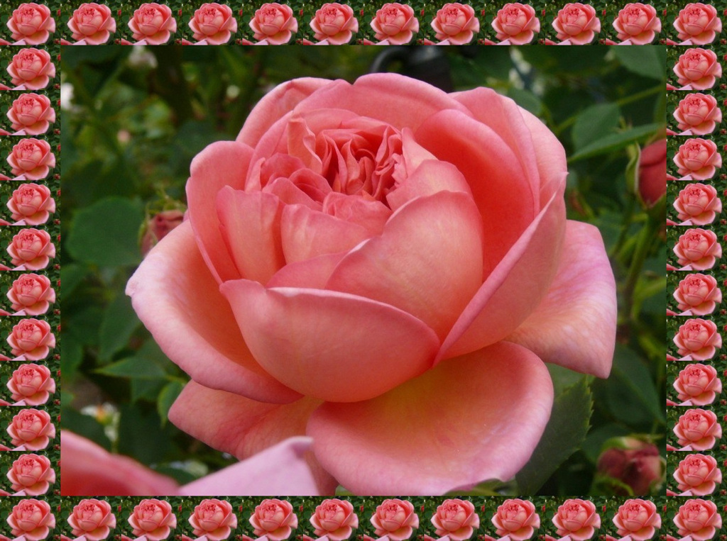 tuxpi.com.1595249238