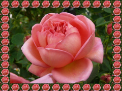 tuxpi.com.1595249238