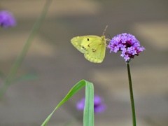 P1010446