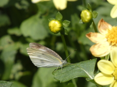 P1010571