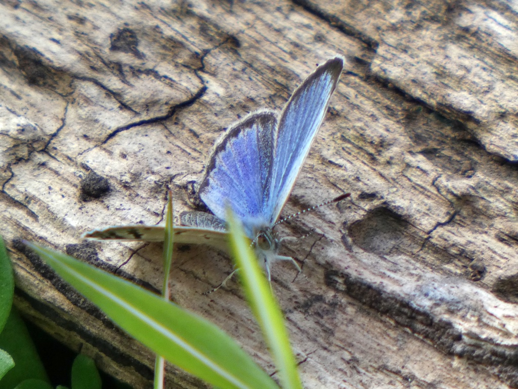 P1020574