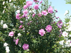 P1070579