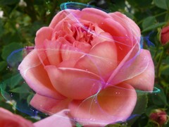 6217cf948f931bd2a9aec222403f51f4_l (2)